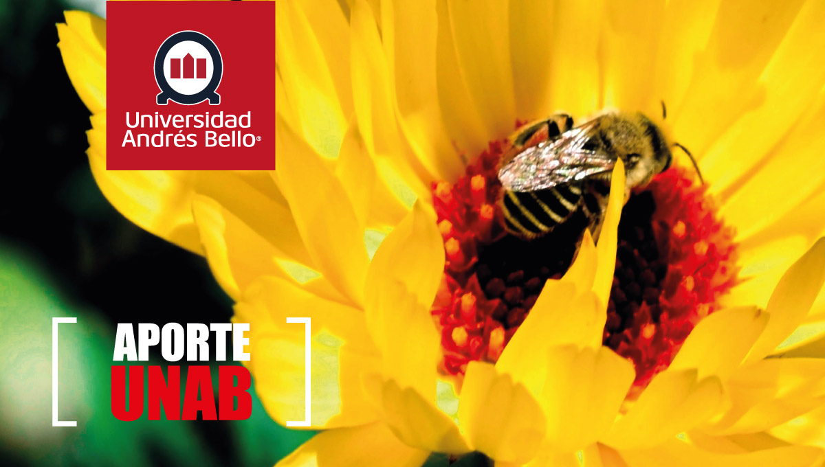 PODCAST- Aporte UNAB: La Conservación de las Abejas Nativas